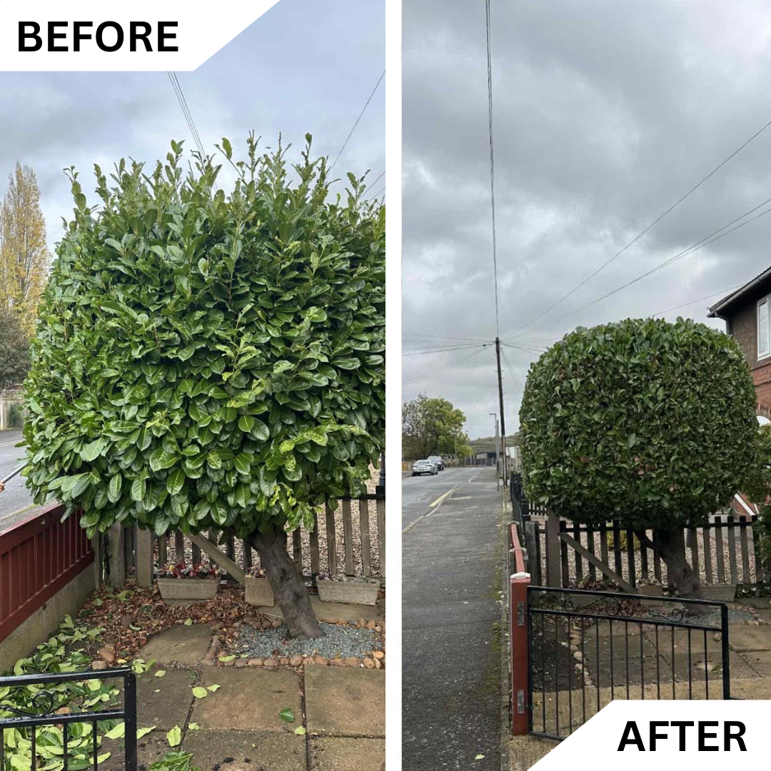 Before and after safe tree felling and site clearance