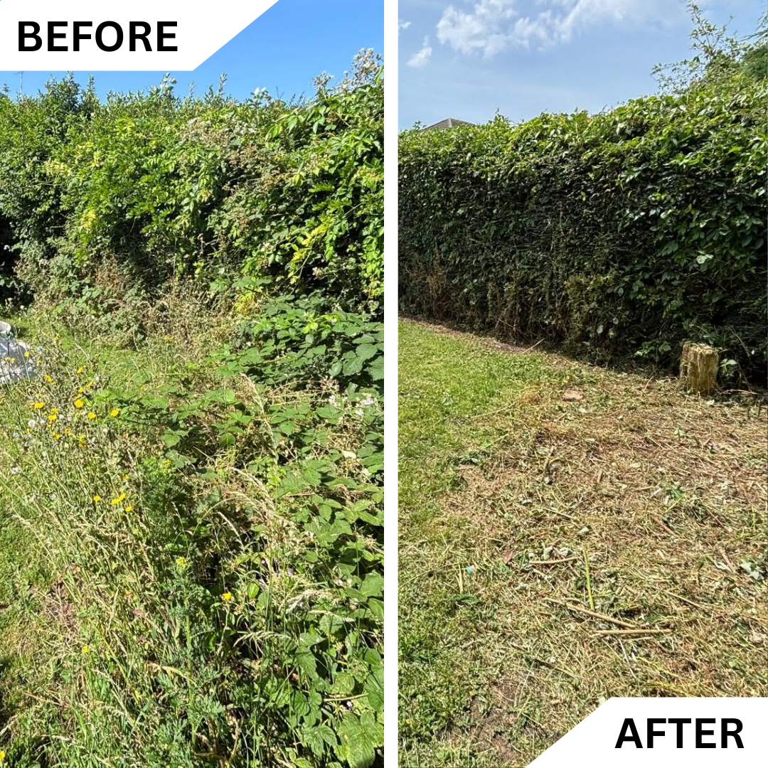 Before and after overgrown tree pruning and canopy reduction