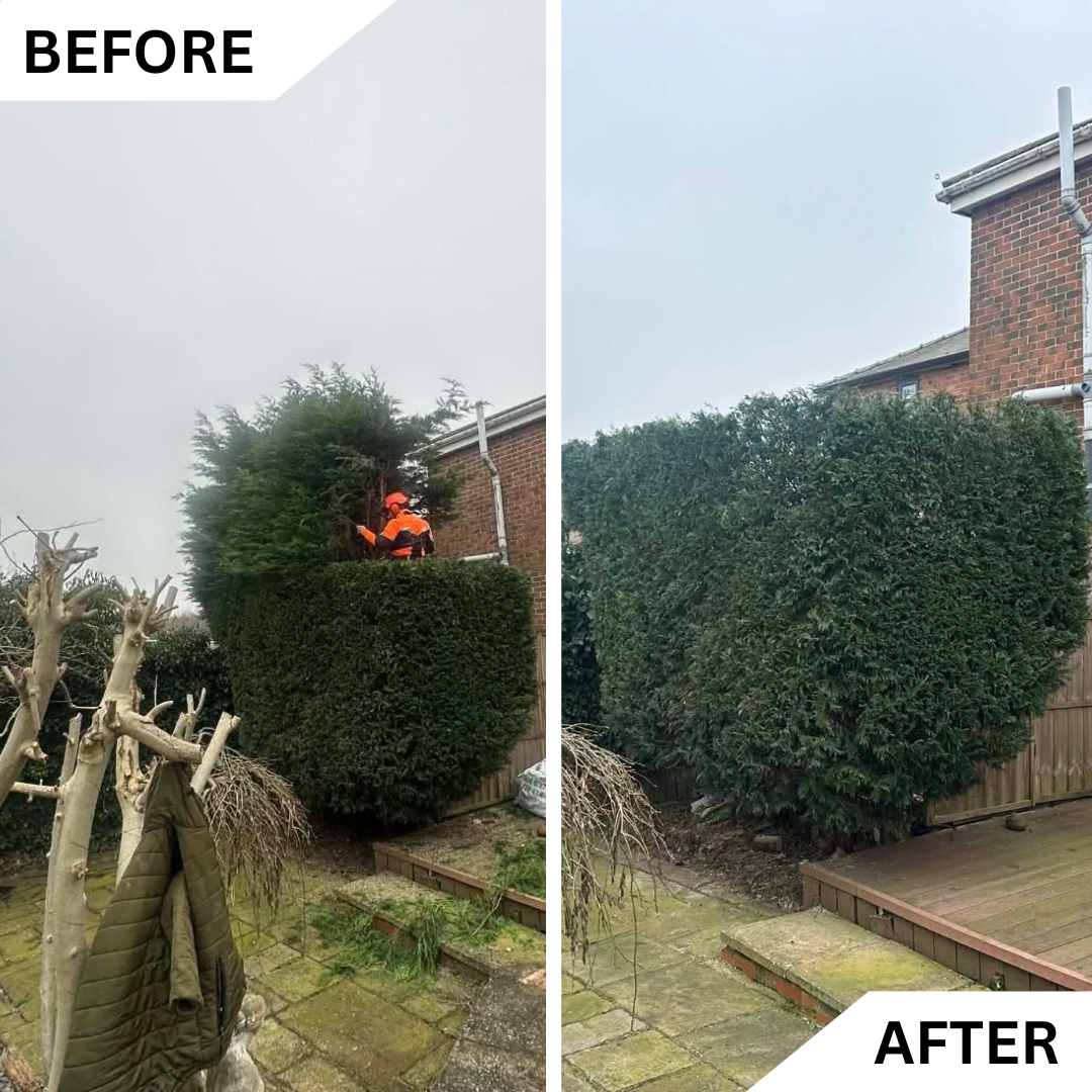 Before and after expert hedge trimming and shaping service