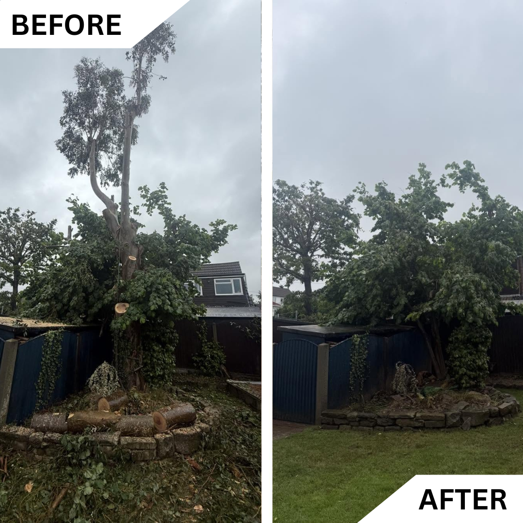 Before and after complete tree and stump removal