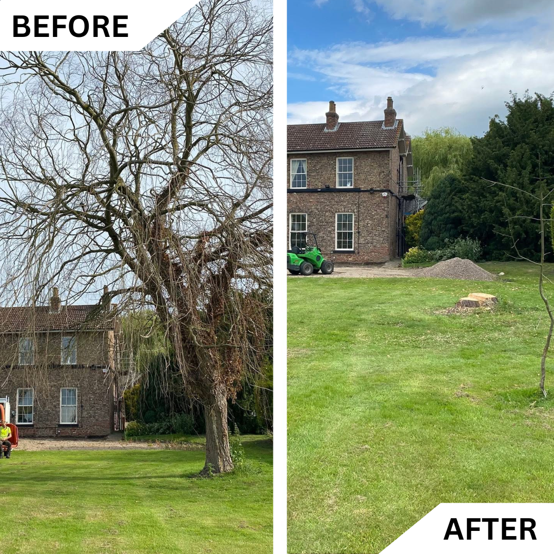 Before and after professional tree removal in residential garden