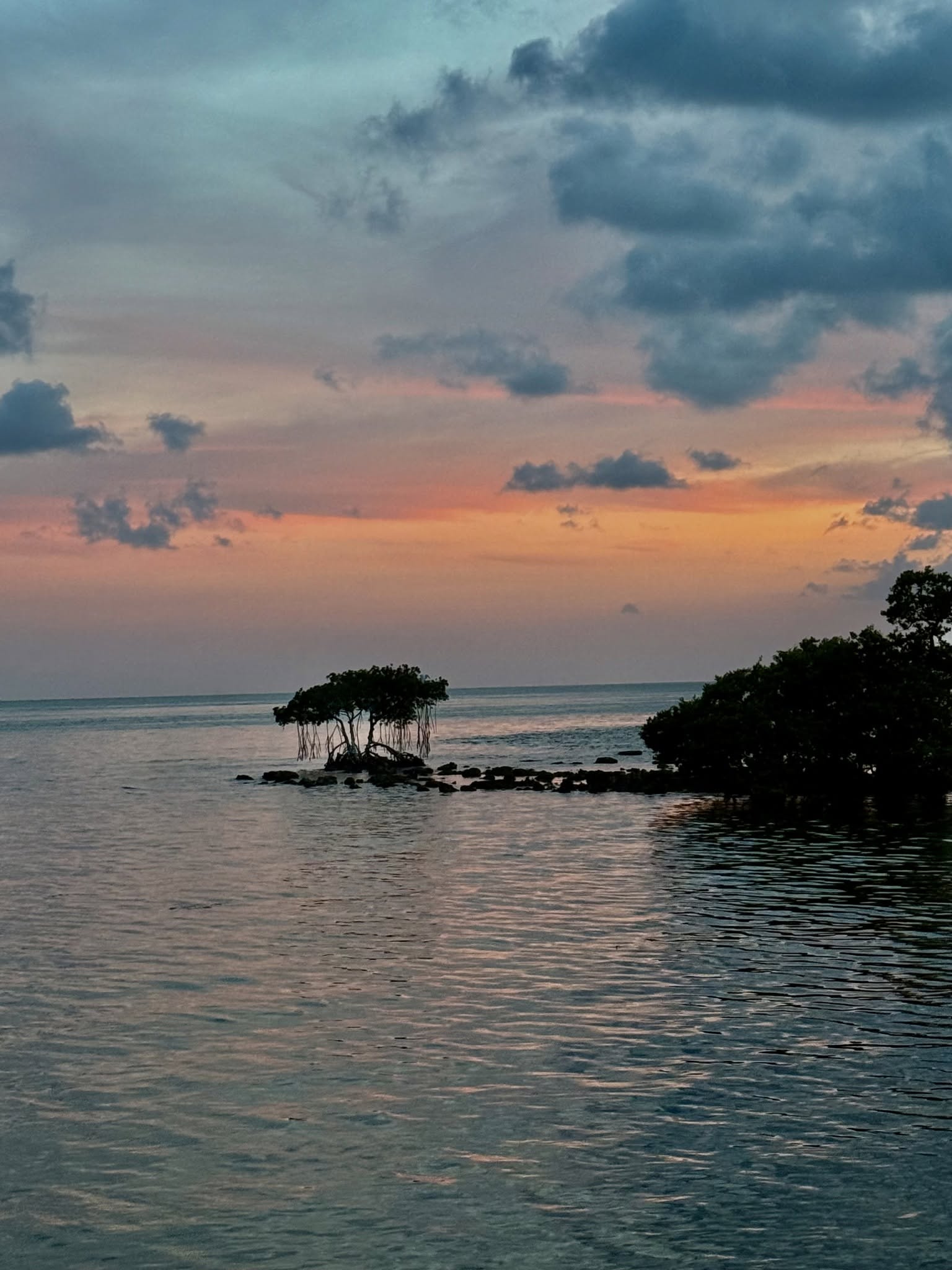 Sunset view with a lone tree in the water