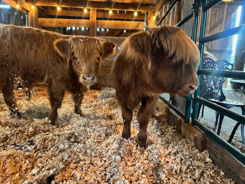 Johnny and George - Scottish Highland Cows