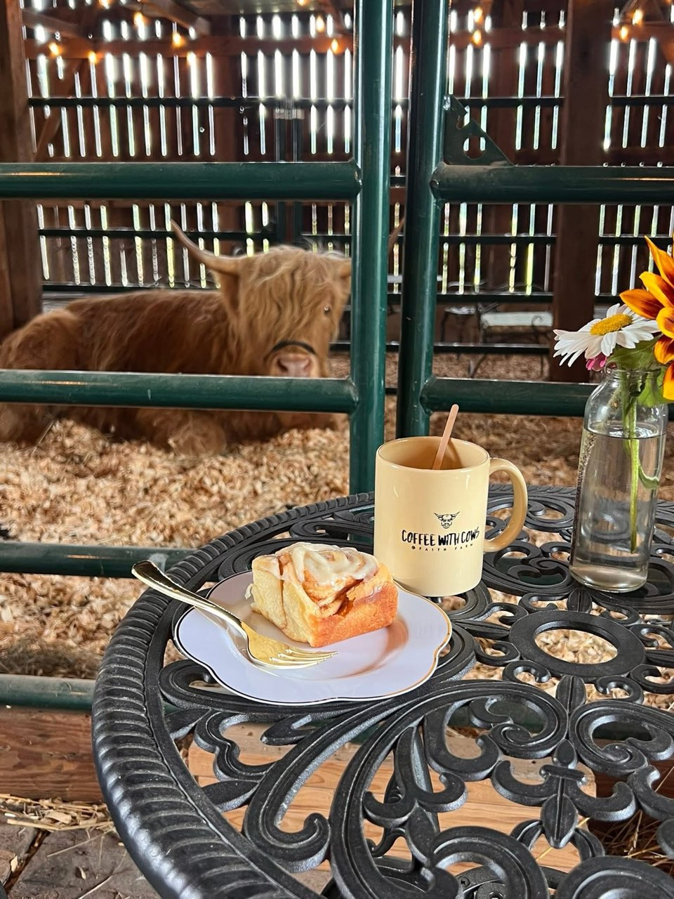 Coffee and pastry with a highland cow