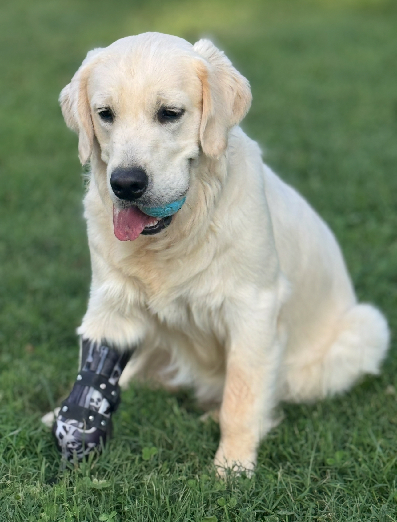 Nemo, the farm mascot