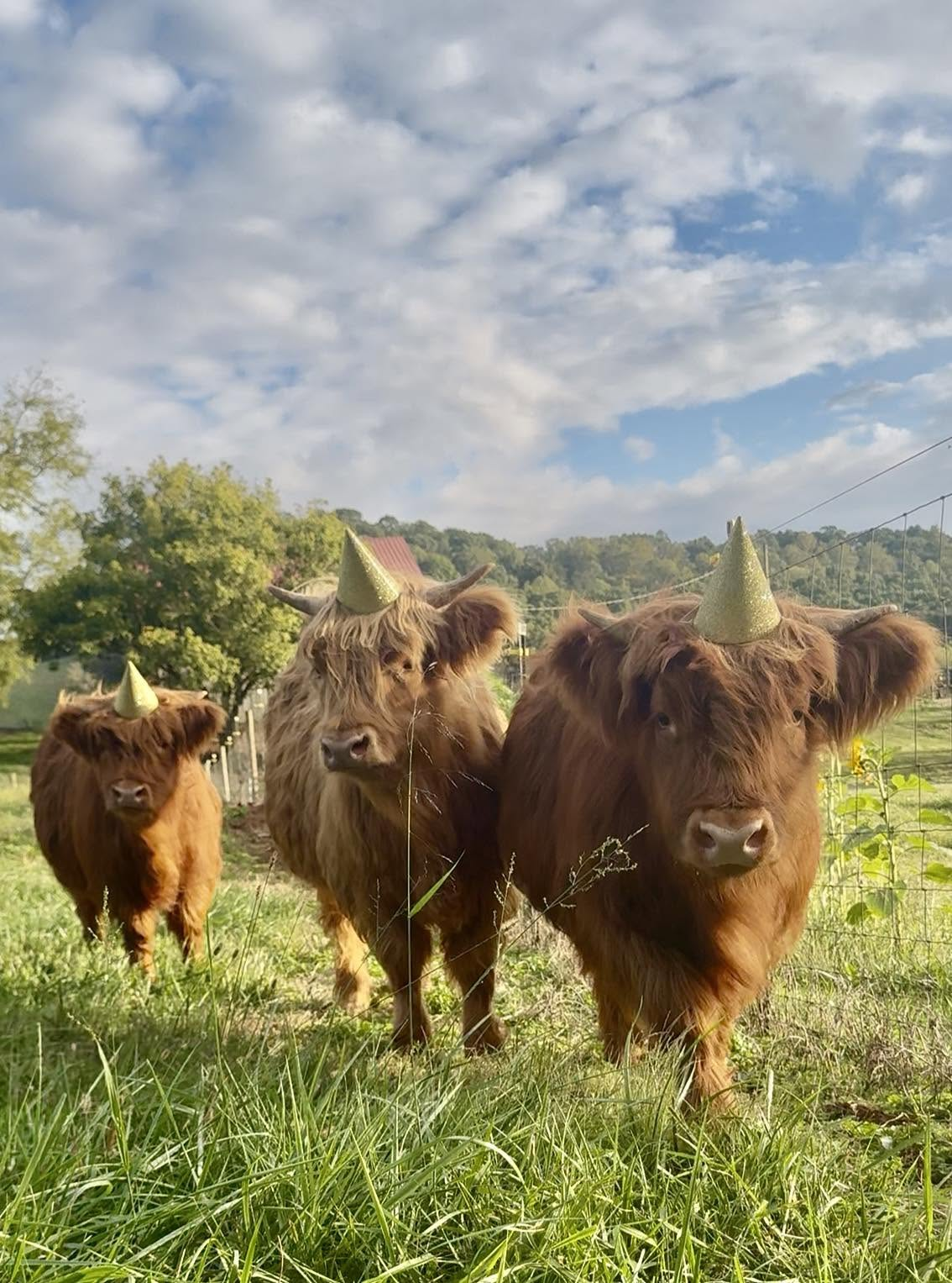 Reba, Dolly, and Jolene - Scottish Highland Cows