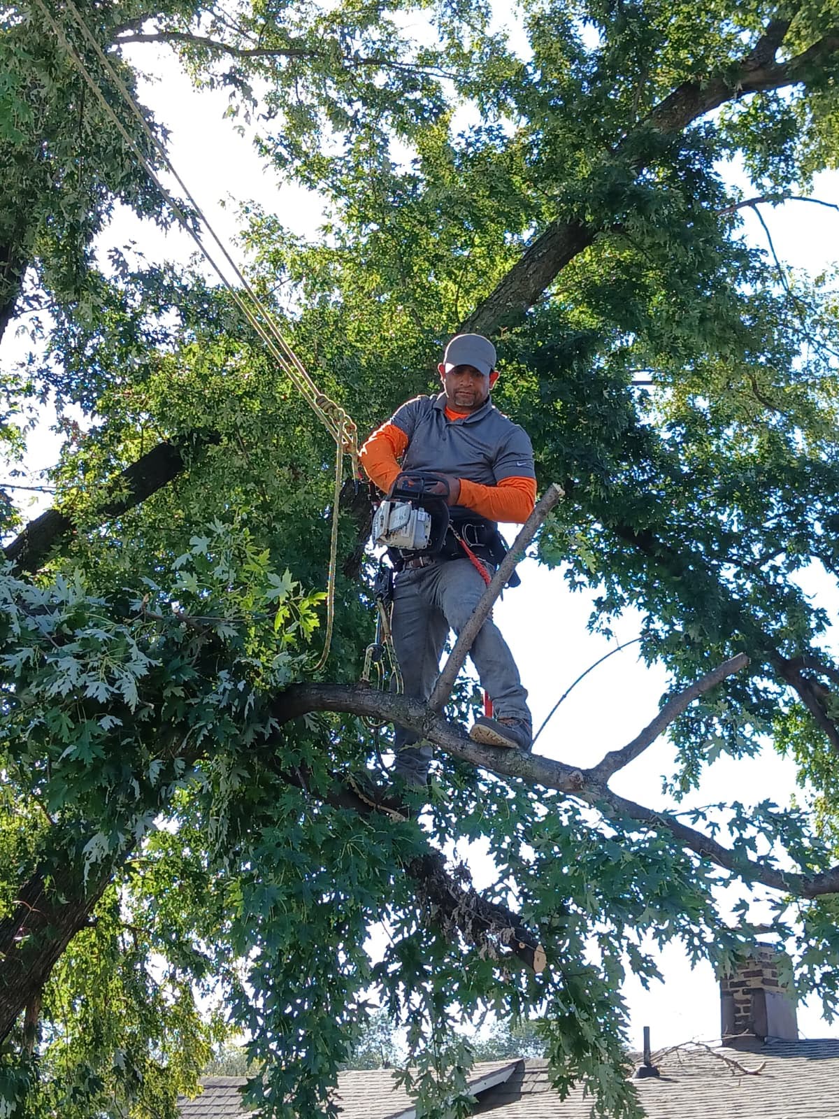 Tree Service Professional
