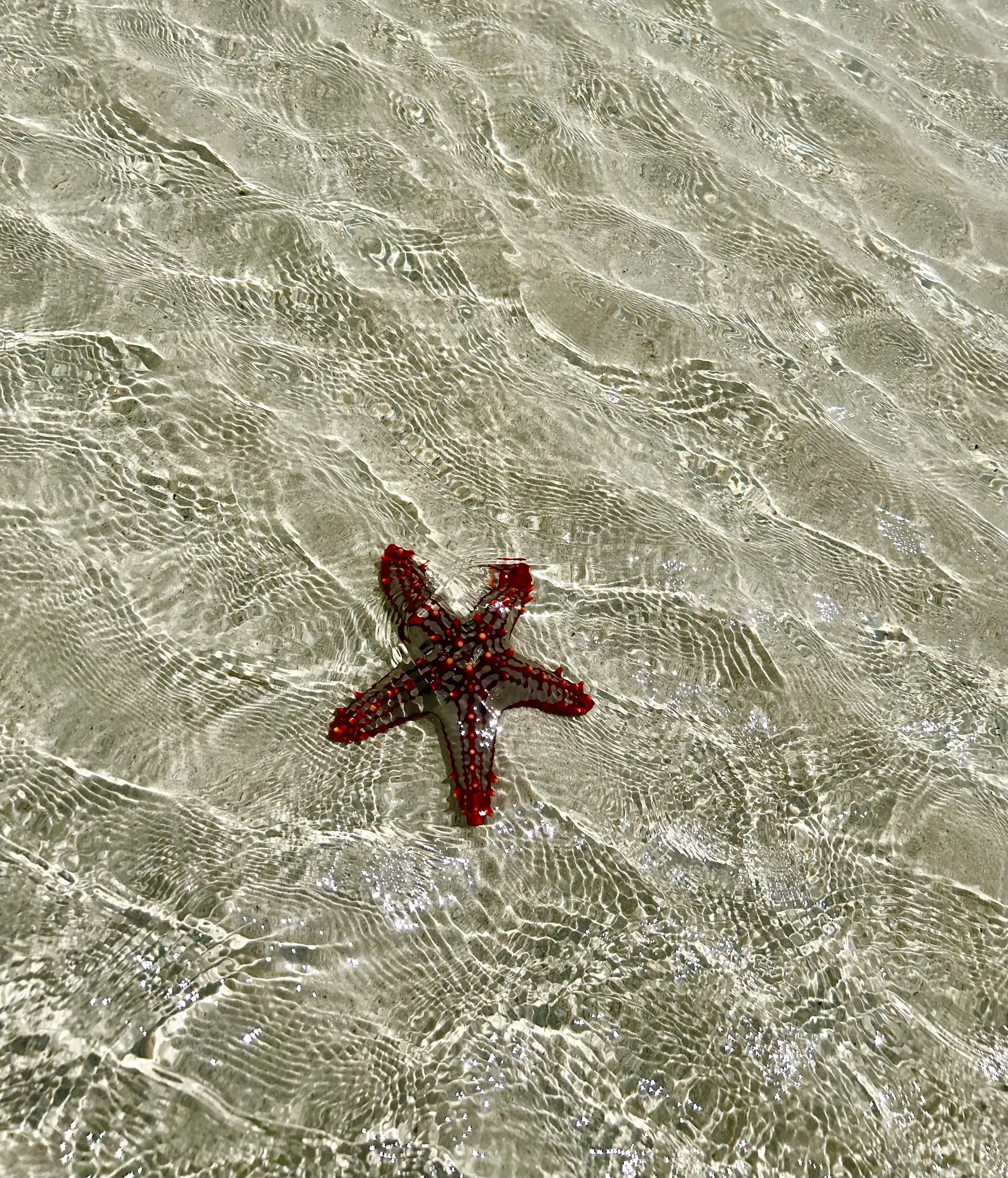 Stella marina