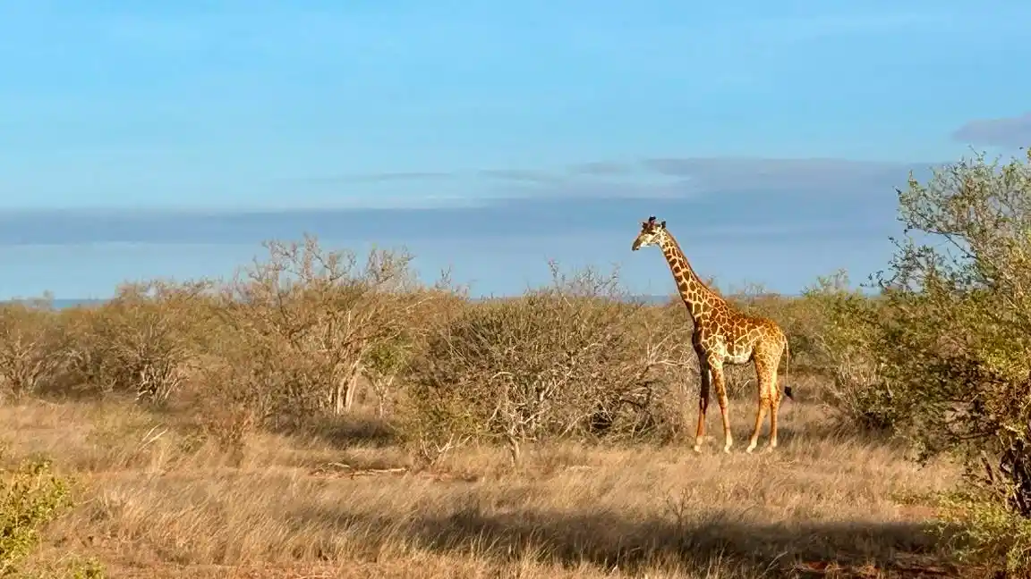 Kenya: Costa & Safari