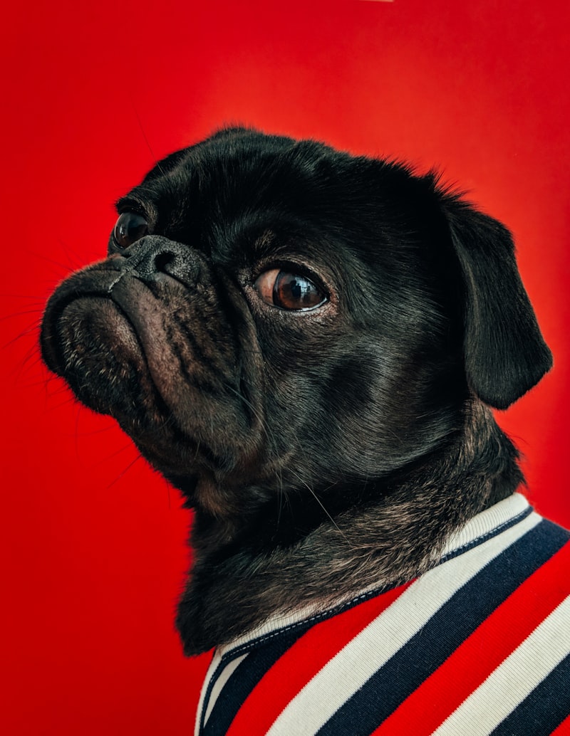 Winter is Coming: How to Prep Your Yard for Dogs in Central IL