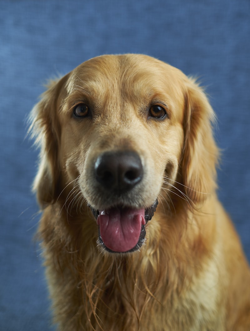 Why Dog Poop is Actually Destroying Your Grass