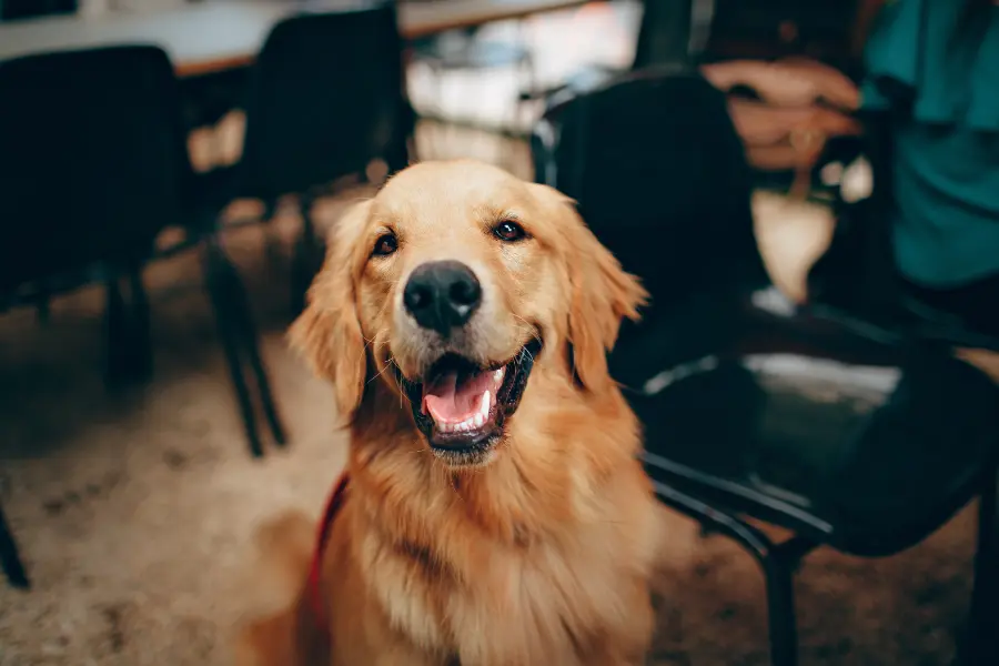 Evan Hankinson Community Involvement - Rescue Dog