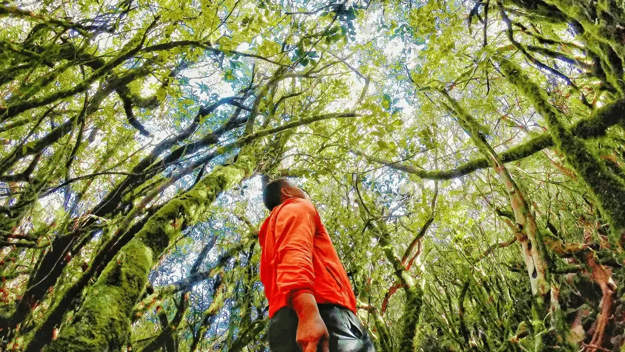 Quantum Human Design Strategy Reading - man in nature in the sunshine and looking at trees