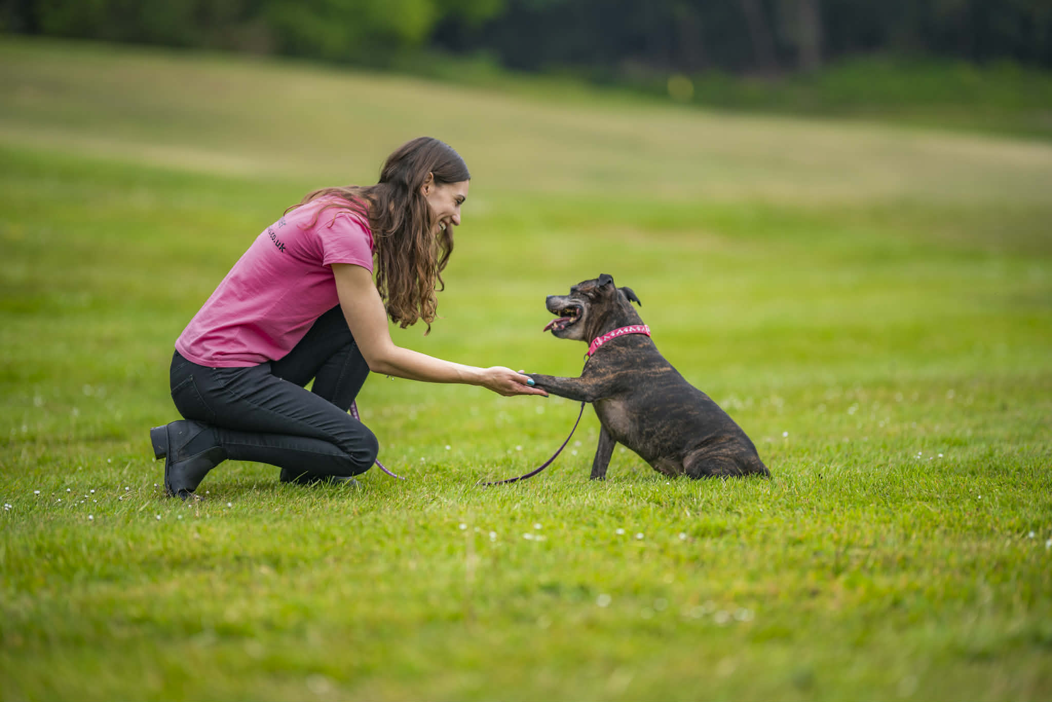 Happy dog training
