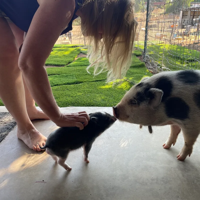 Person interacting with pigs at the sanctuary