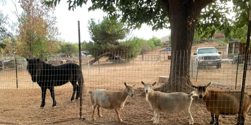Pasture Friends