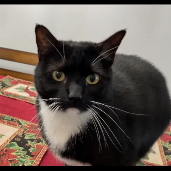Tuxedo Cat