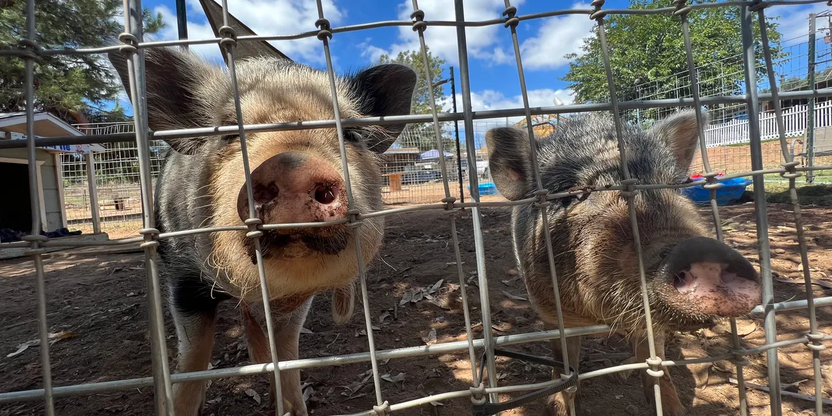 Pigs at the Fence