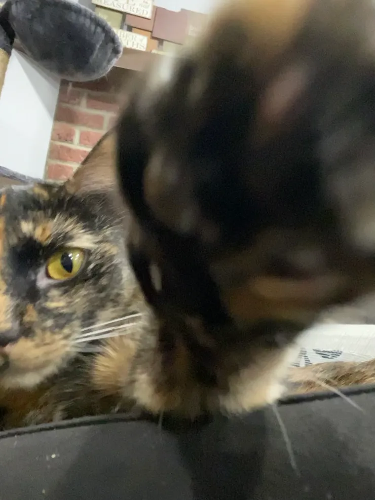 Curious Kitty