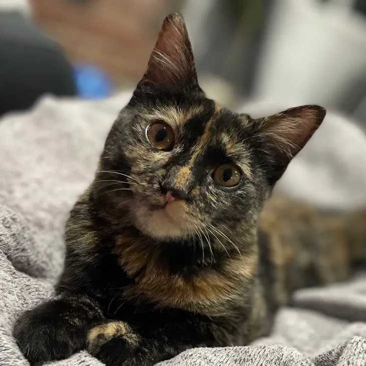 Hazel (nickname: Teetoo)