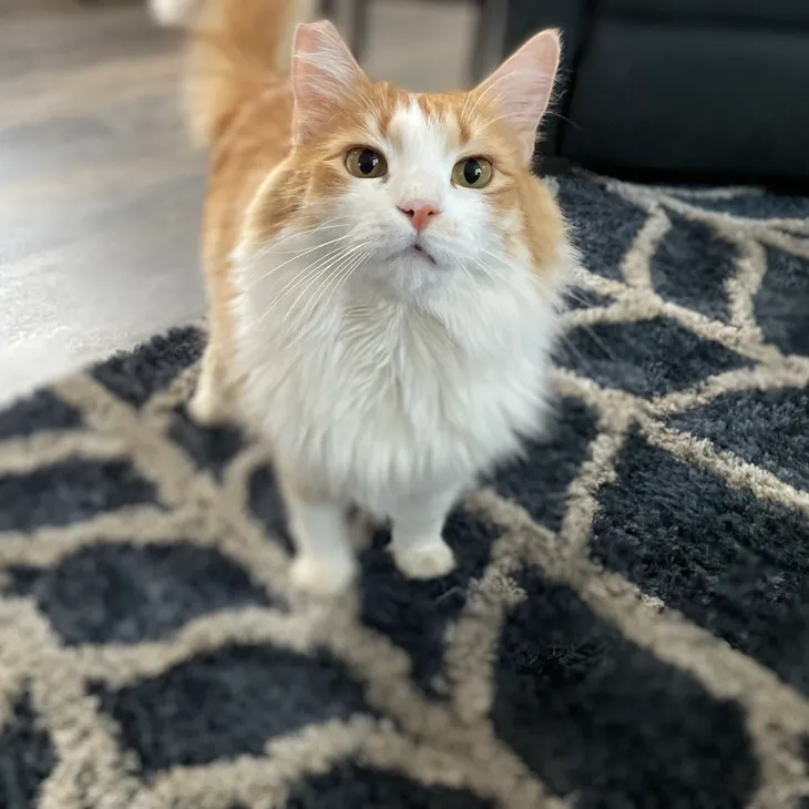 Orange Cat