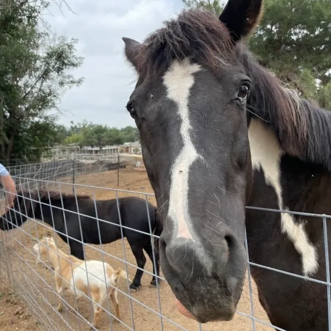 Horse and Friends