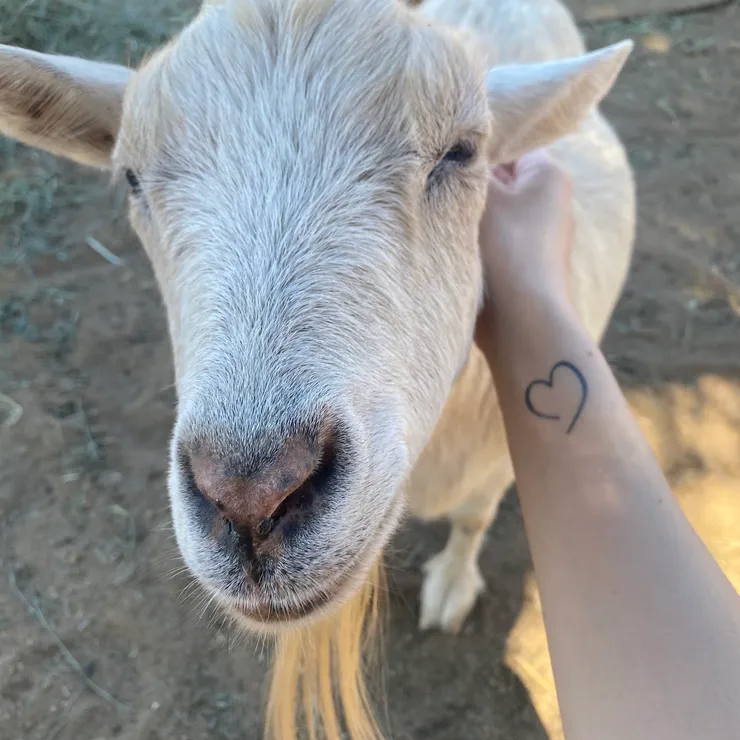 Sweet Goat