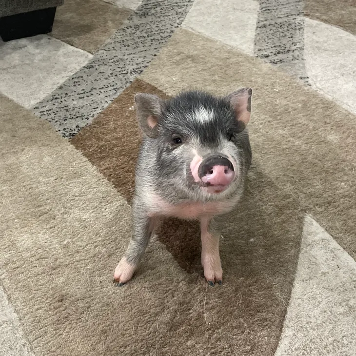 Little Piglet