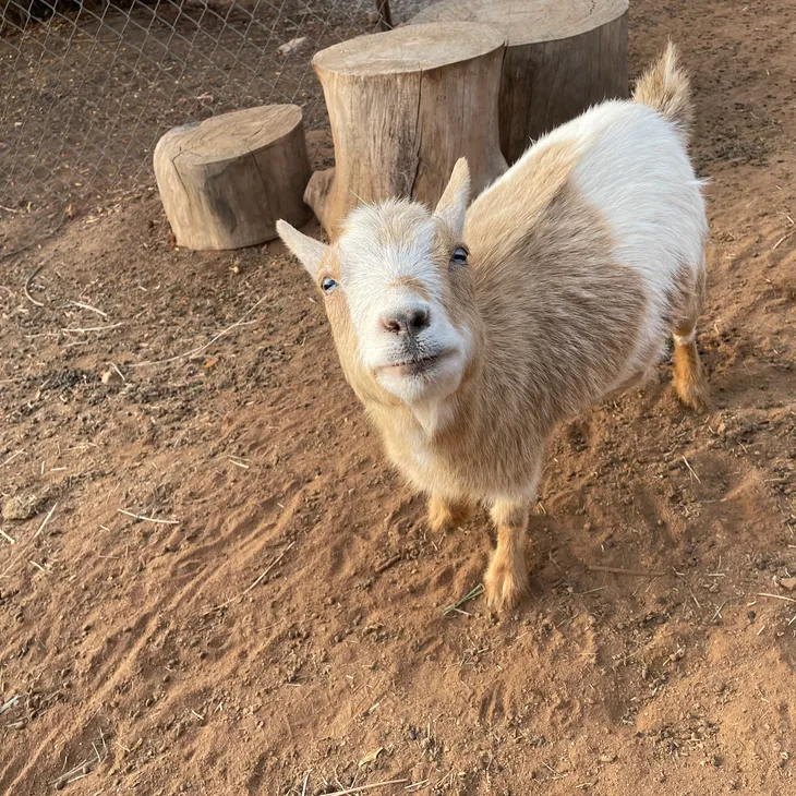 Brown and White Goat