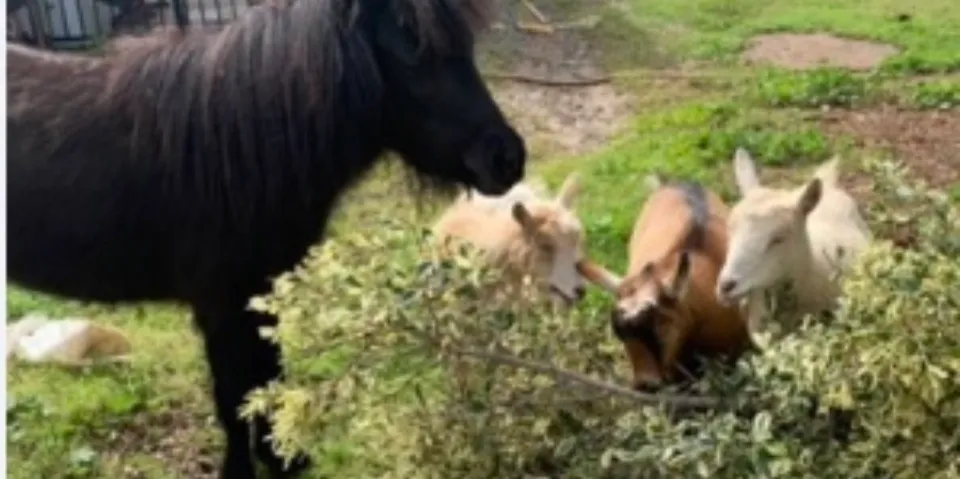 Pony and Goats