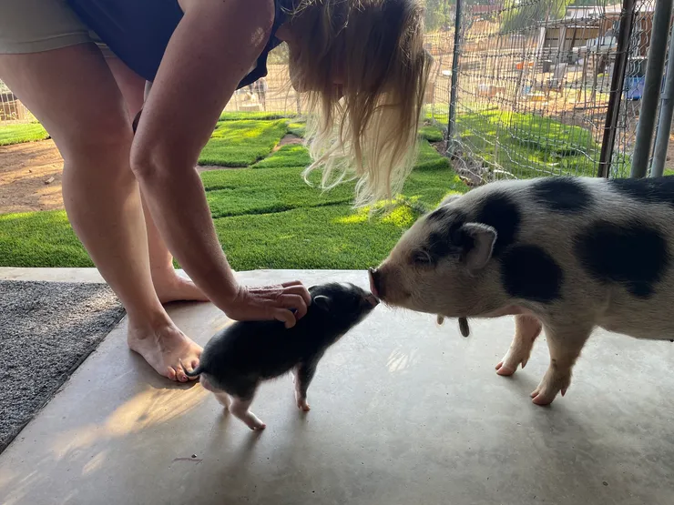 Pig Family