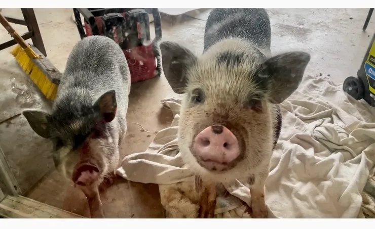Pig Pals