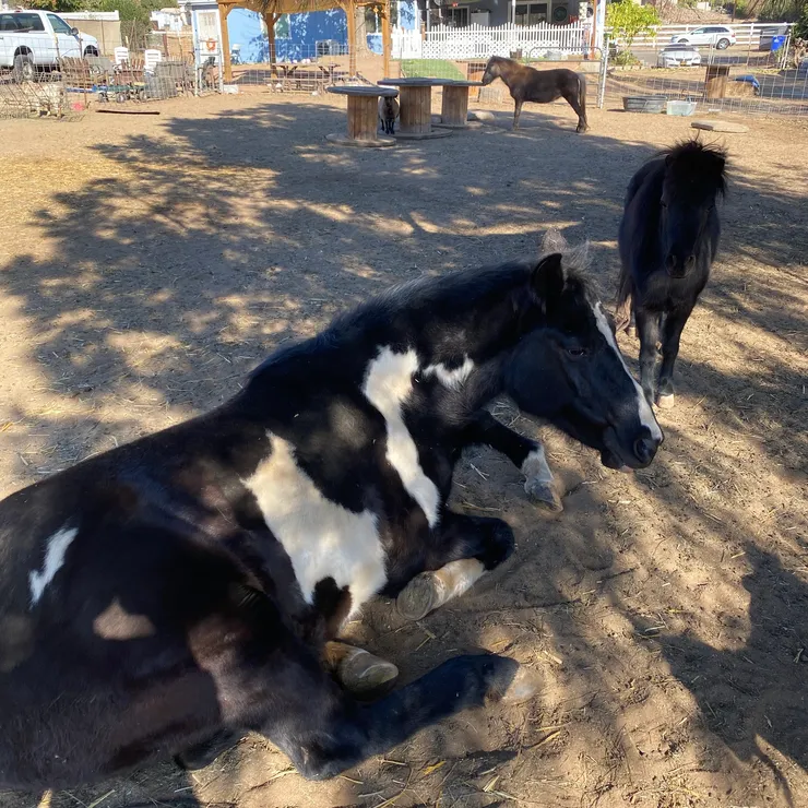 Horses resting at the sanctuary
