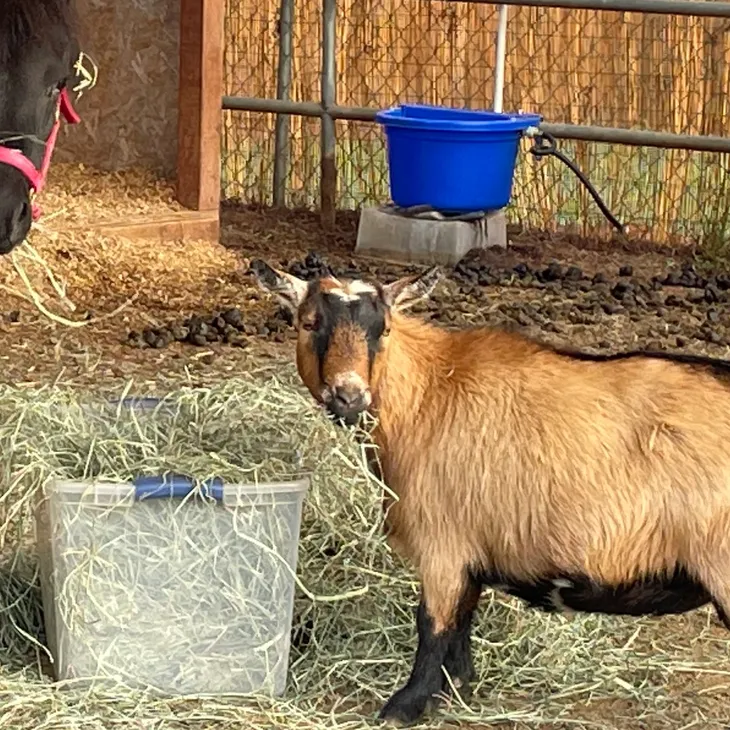 Eating Hay