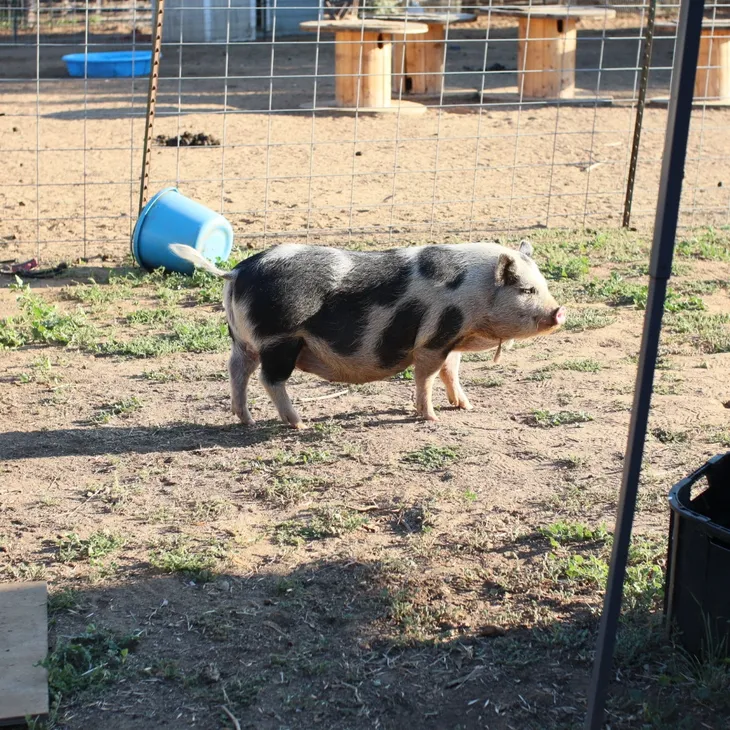 Spotted Pig