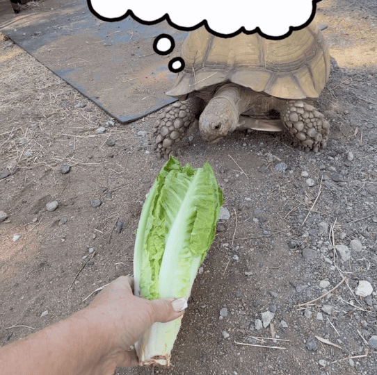 Tortoise being hand-fed lettuce with thought-bubble