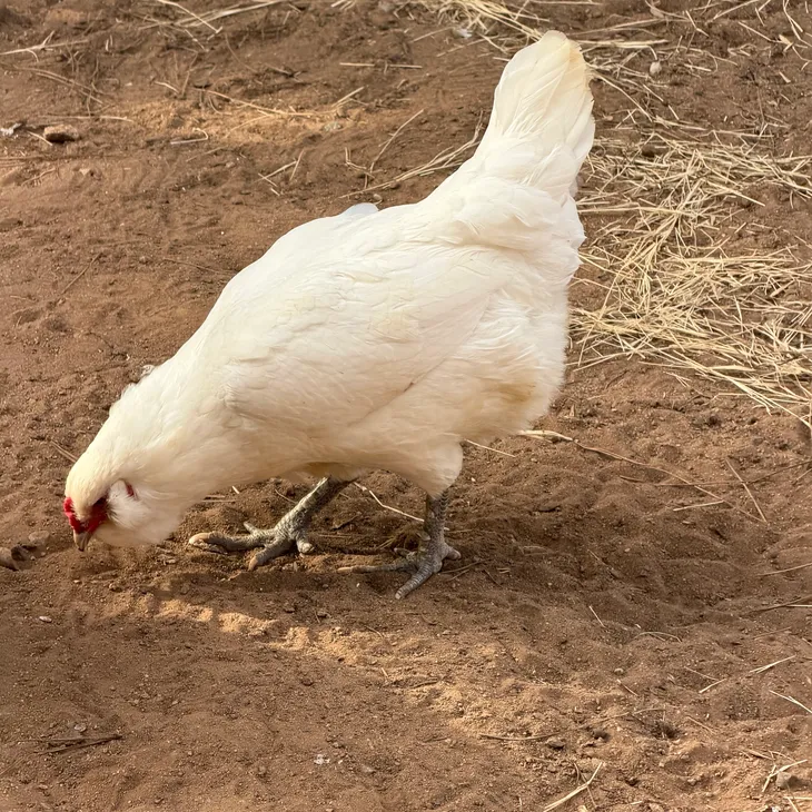 White Chicken