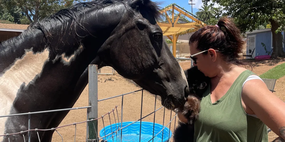 Woman holding a cat while a large black and white horse nuzzles them both