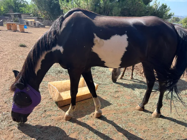 Grazing Horse