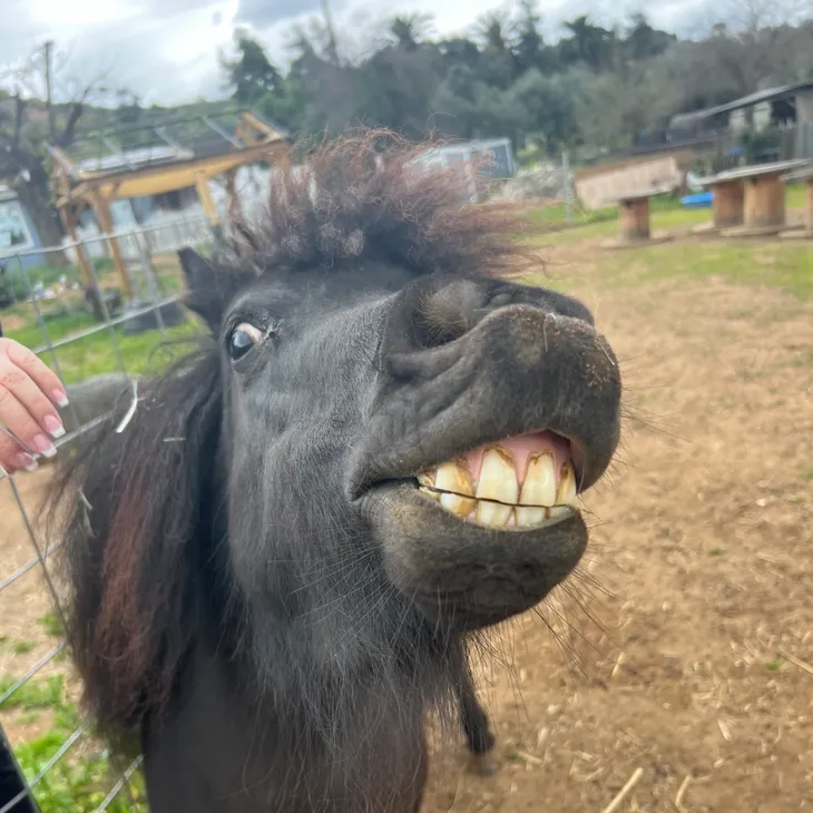 Smiling Pony