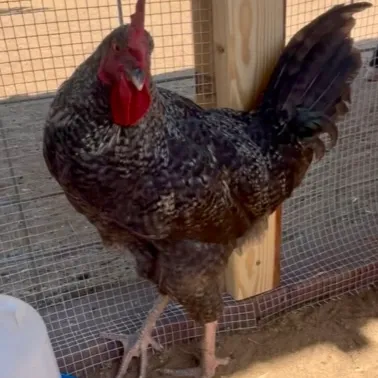 Rooster