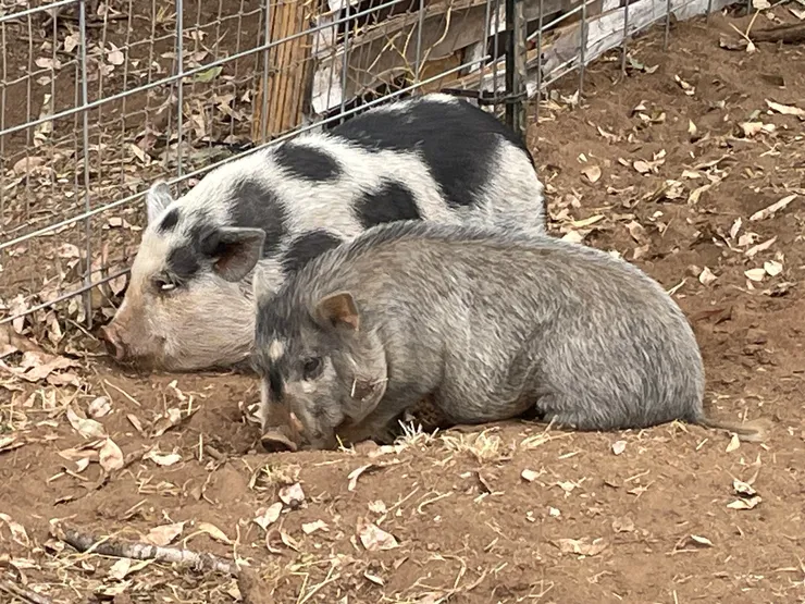 Two Pigs
