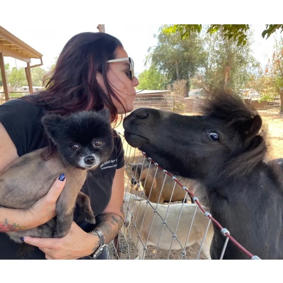 Dog & Pony