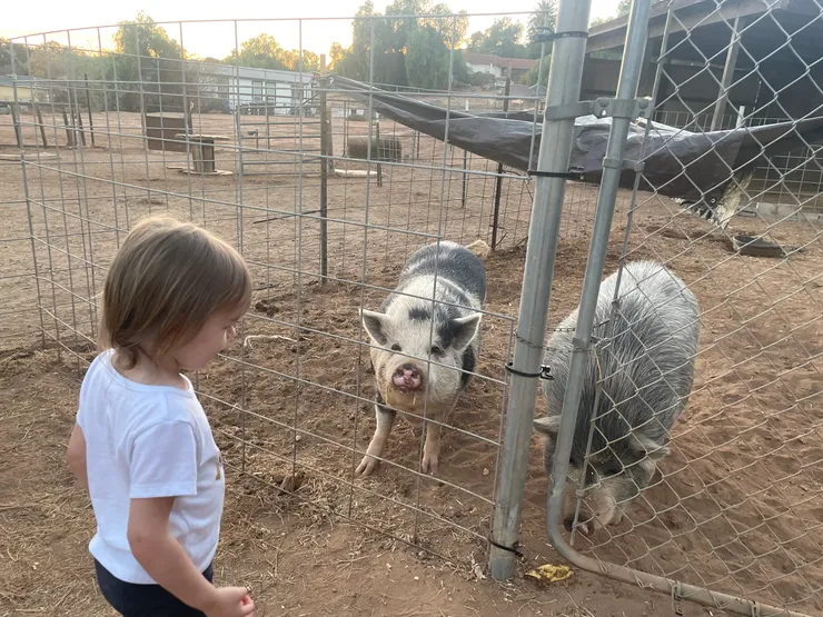 Child interacting with pigs