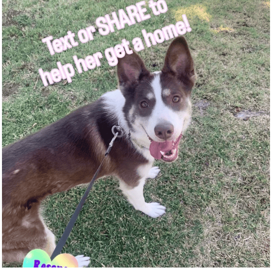 Brown & white dog on a leash outdoors