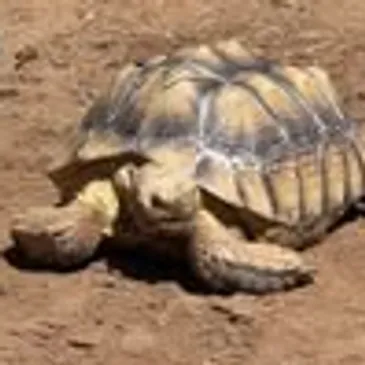 Tortoise