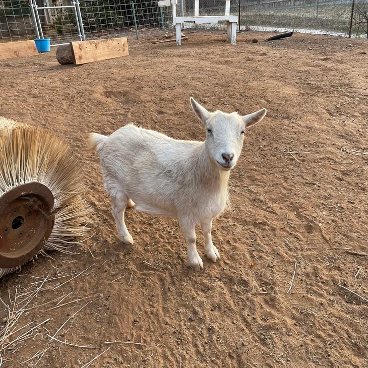 White Goat