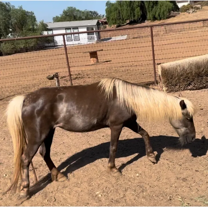 Brown Pony