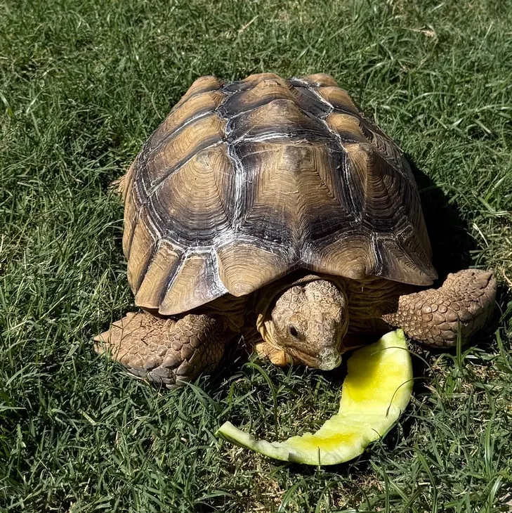 Tortoise Snack