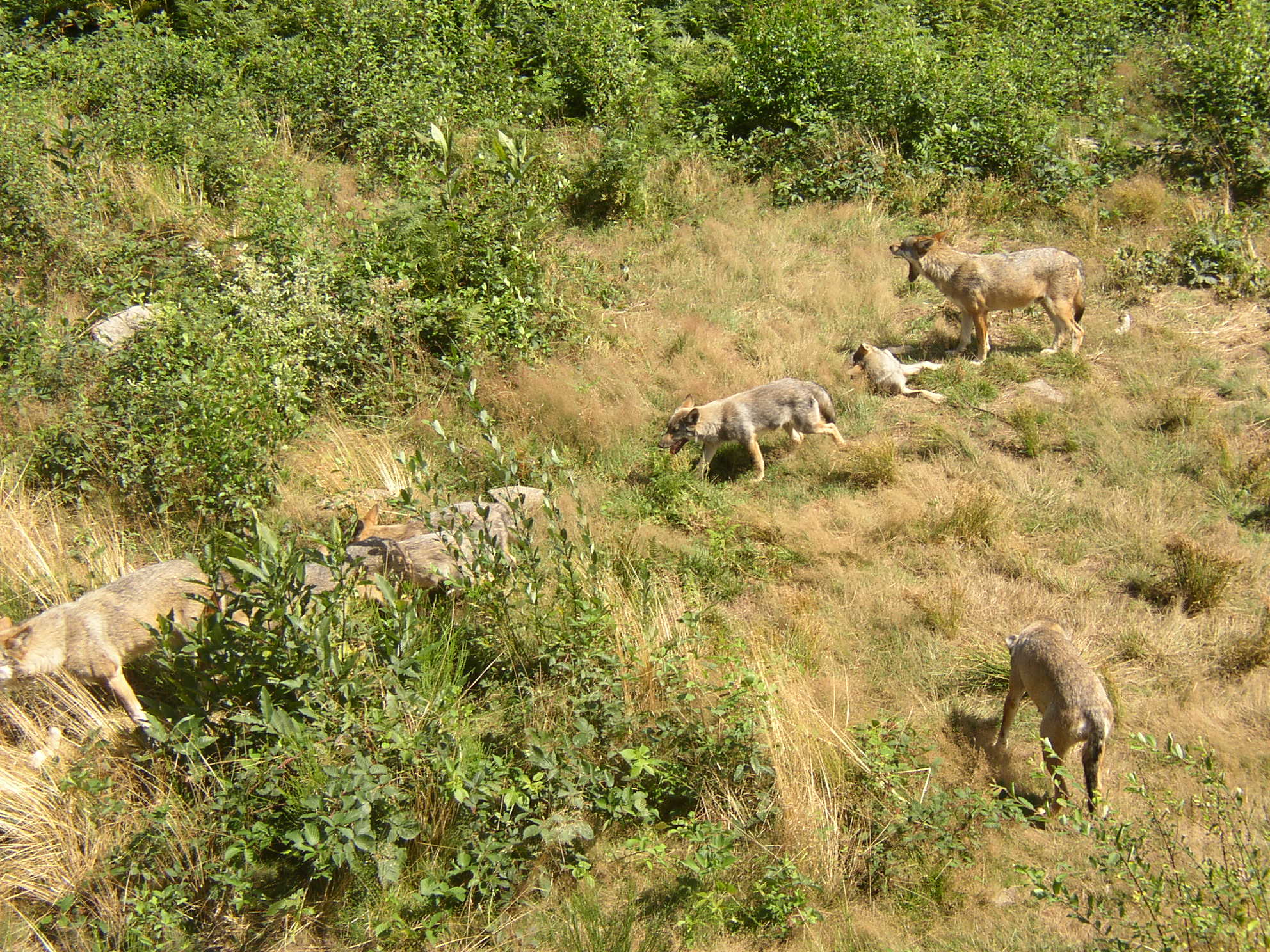 Les Loups de Chabrières